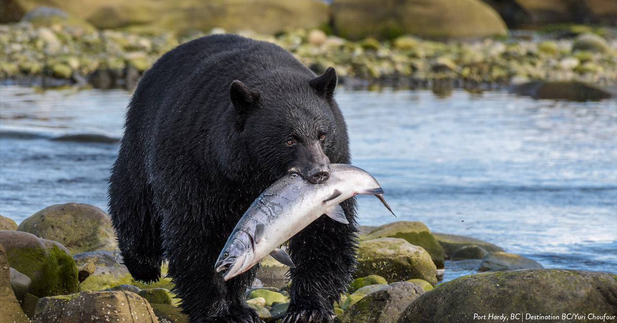 Great Bear Rainforest Port Hardy BC